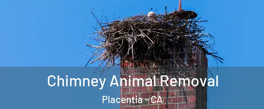 Chimney Animal Removal Placentia - CA