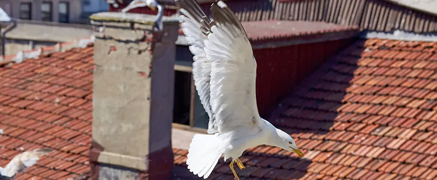 Residential Chimney Animal Removal Solution in Placentia, CA