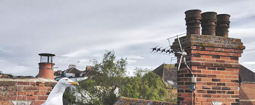 Chimney Cleaning And Restoration in Placentia, California